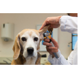 veterinário especialista em cachorro contato Vila Cordeiro