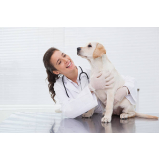 veterinário especialista em cachorros contato Planalto Paulista