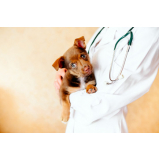 veterinário especialista em cachorros e gatos Moema