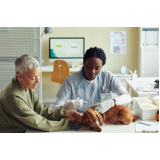 veterinário especialista em cães idosos contato Paineiras do Morumbi