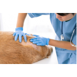 veterinário especialista em dermatologista contato Paineiras do Morumbi
