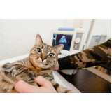 veterinário especialista em felinos contato Vila Morumbi