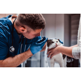 veterinário especialista em felinos Saúde
