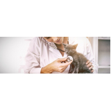 veterinário especialista em gatos contato Vila Olímpia