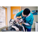 veterinário especialista em oftalmologista contato Morumbi
