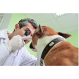 veterinário especialista em oftalmologista Real Parque