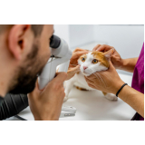 Veterinário Especialista em Felinos