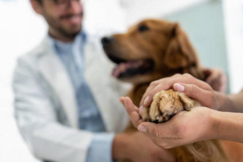 Veterinário de Cachorro Contato Brooklin - Veterinário Perto de Mim